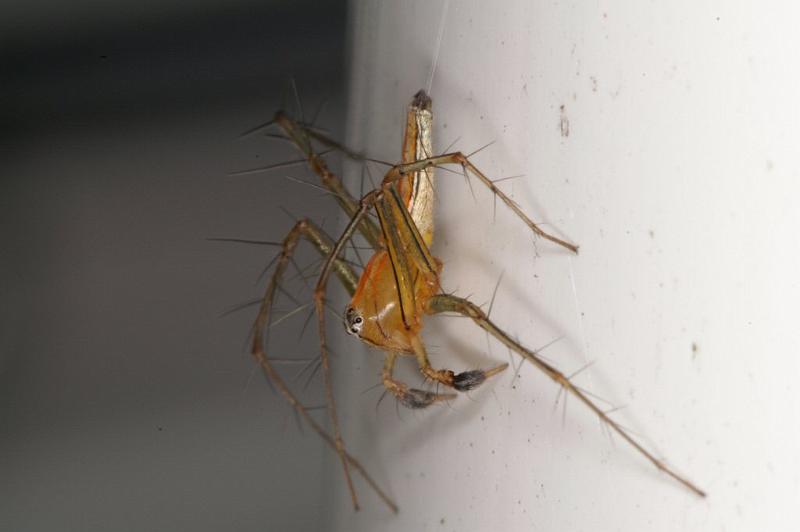 Oxyopes_quadrifasciatus_D4107_Z_88_Alexandra hills Brisbane_Australie.jpg